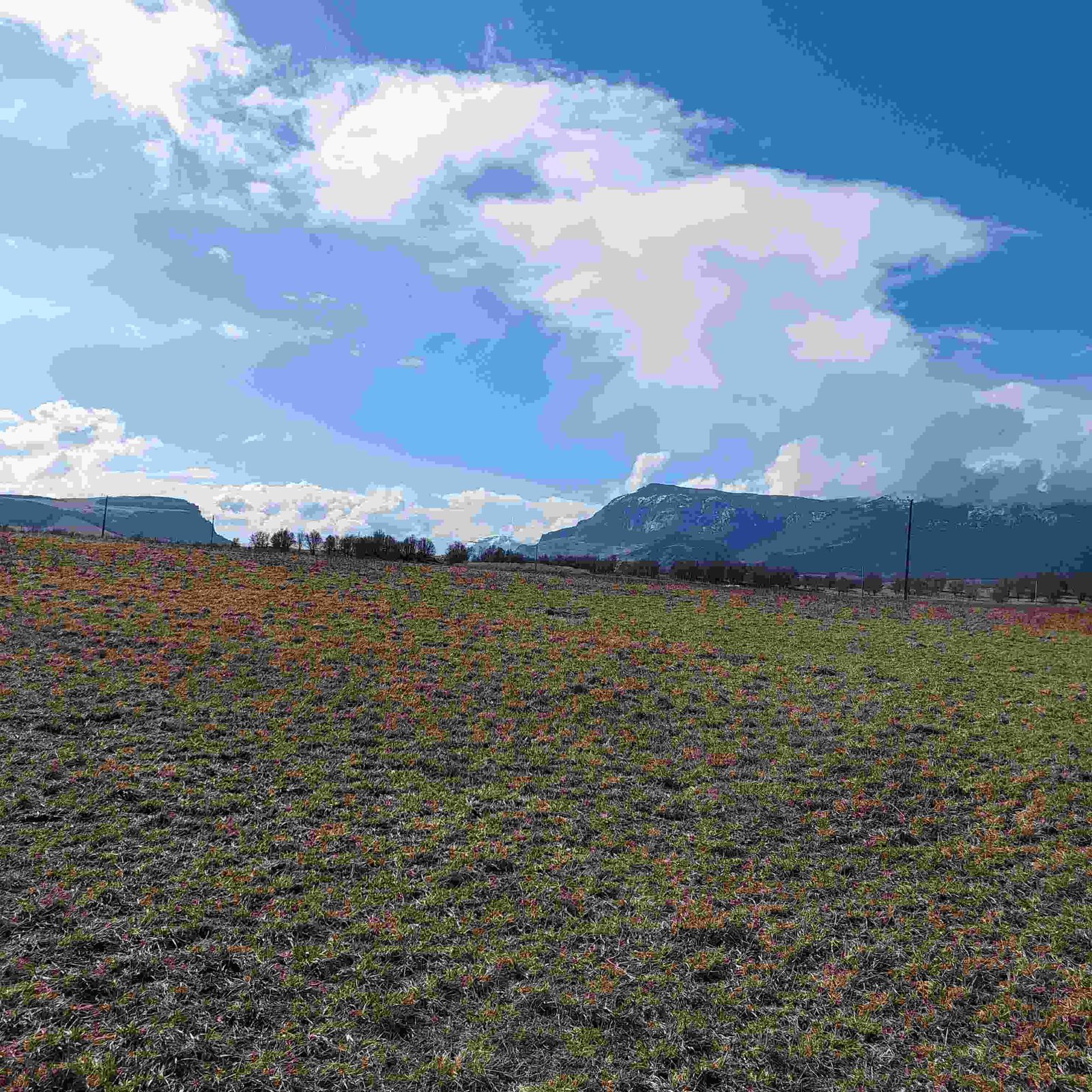 Land Parcel property photo in Balmaceda